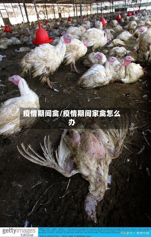 疫情期间禽/疫情期间家禽怎么办-第2张图片